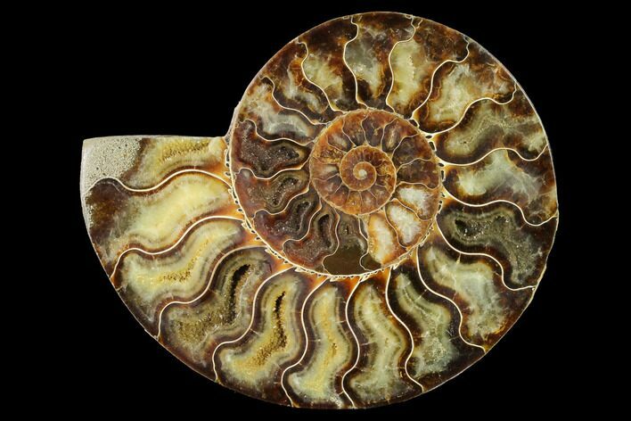 Agatized Ammonite Fossil (Half) - Madagascar #144115